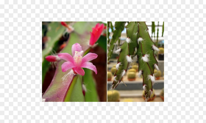 Cacto Rhipsalis Lepismium Cruciforme Succulent Plant Hatiora PNG