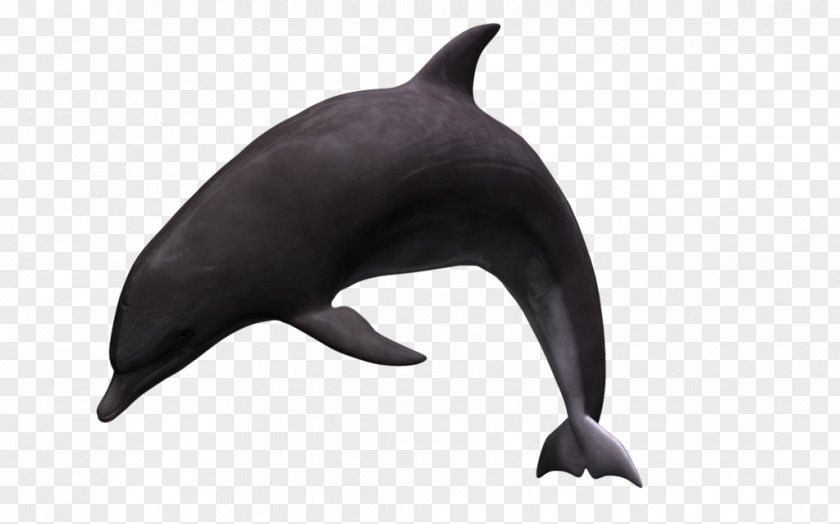 Dolphin White-beaked Tucuxi Animal 3D Computer Graphics PNG