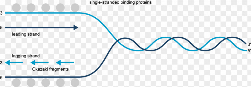 Singlestranded Binding Protein Coding Strand DNA Replication Transcription Biology PNG