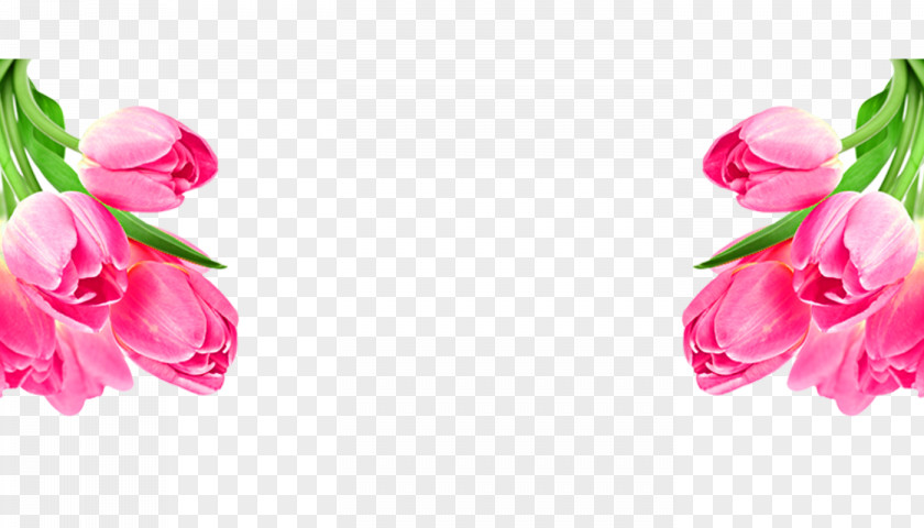 Tulip Garden Roses Poster PNG