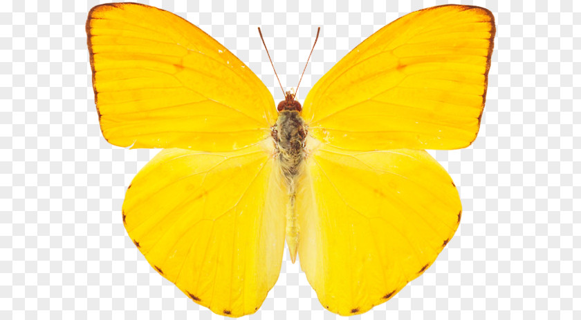 Butterfly Clouded Yellows Monarch Gustavo Petro Presidential Campaign, 2018 Pieridae PNG