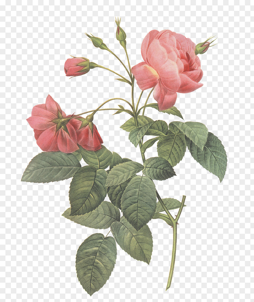 Les Roses Pierre-Joseph Redouté (1759-1840) Garden 玫瑰圣经 PNG