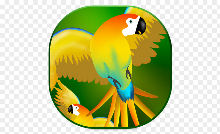 Parrot Macaw Beak Toucan Yellow PNG