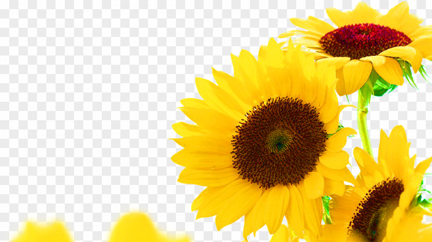 Sunflower Common Seed Oil PNG