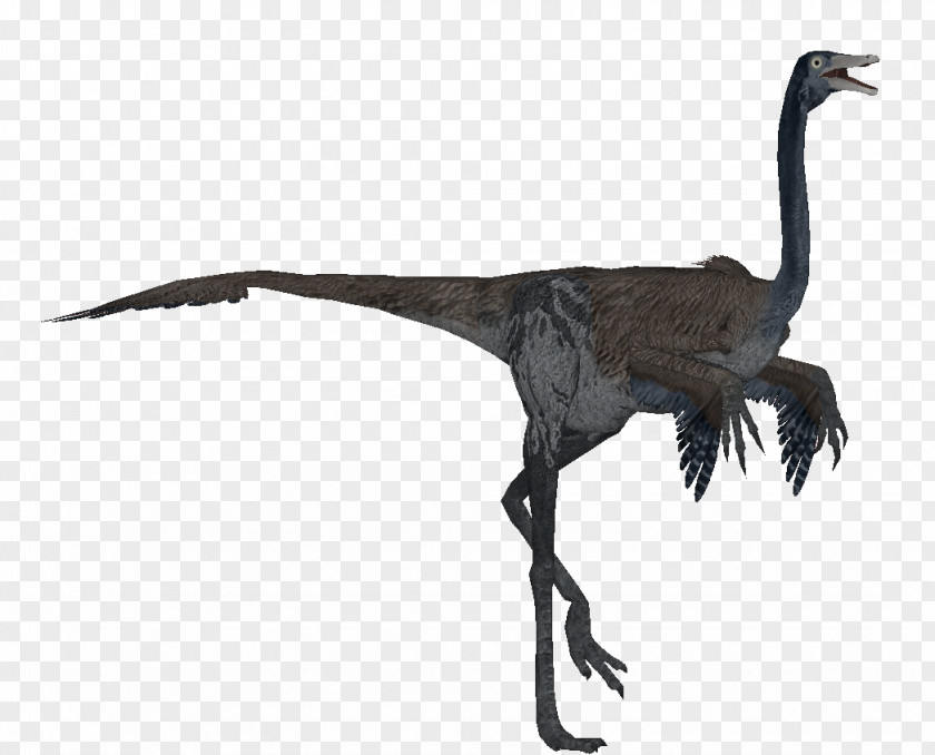 Bird Velociraptor Beak Ratite Feather PNG