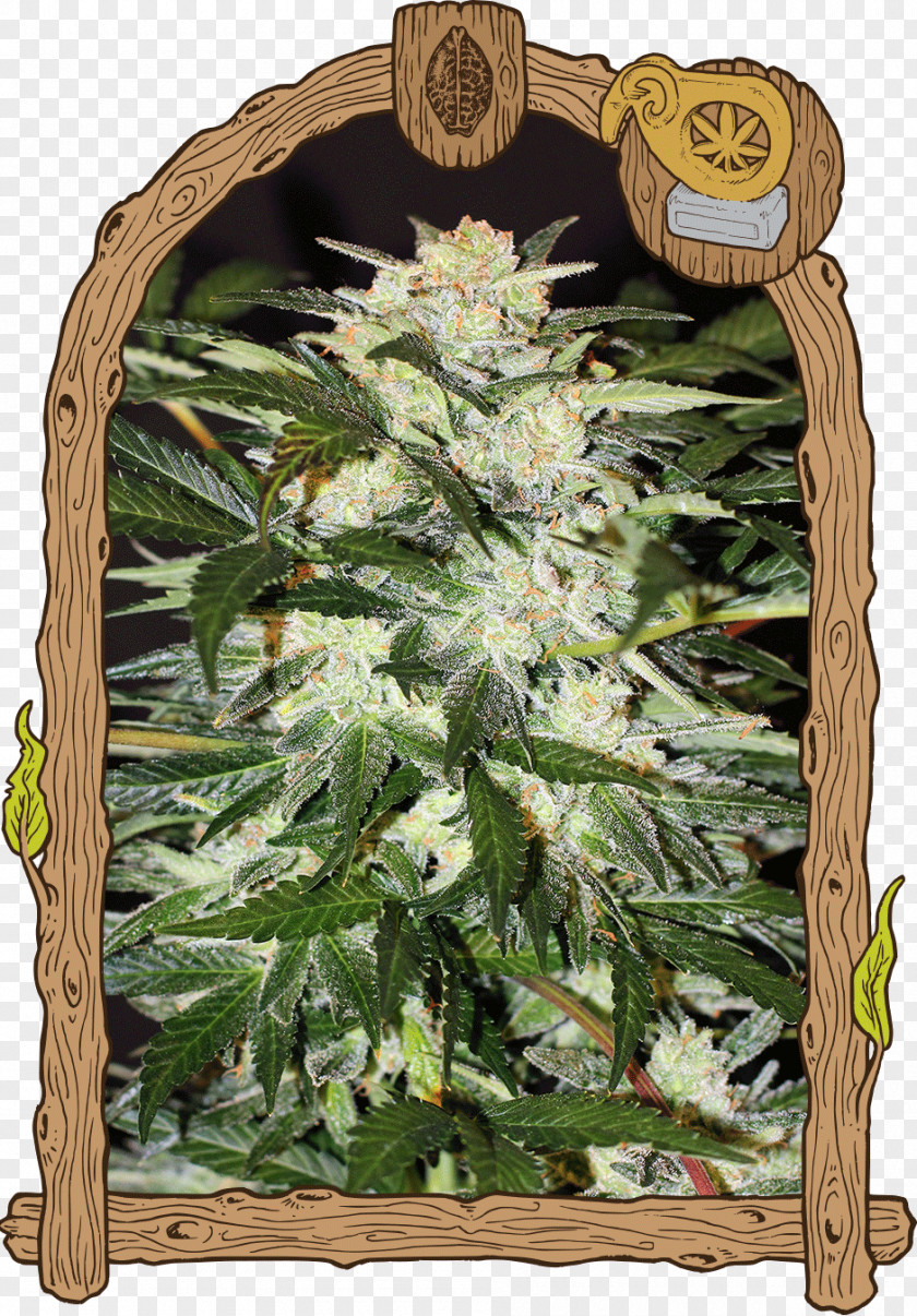 Cannabis Autoflowering Seed Bank Skunk PNG