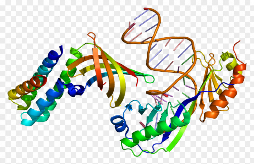 GTF2A1 Protein General Transcription Factor II A PNG