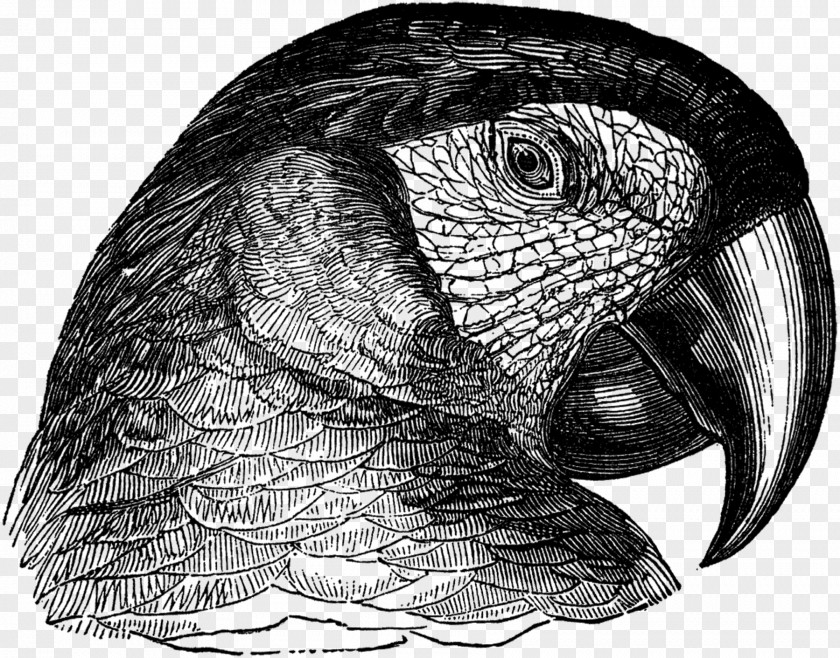 Owl Parrot Beak Drawing /m/02csf PNG