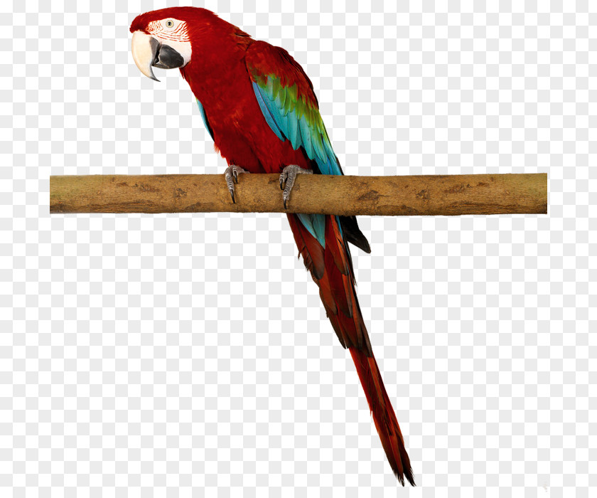 Parrot Amazon Bird Macaw PNG