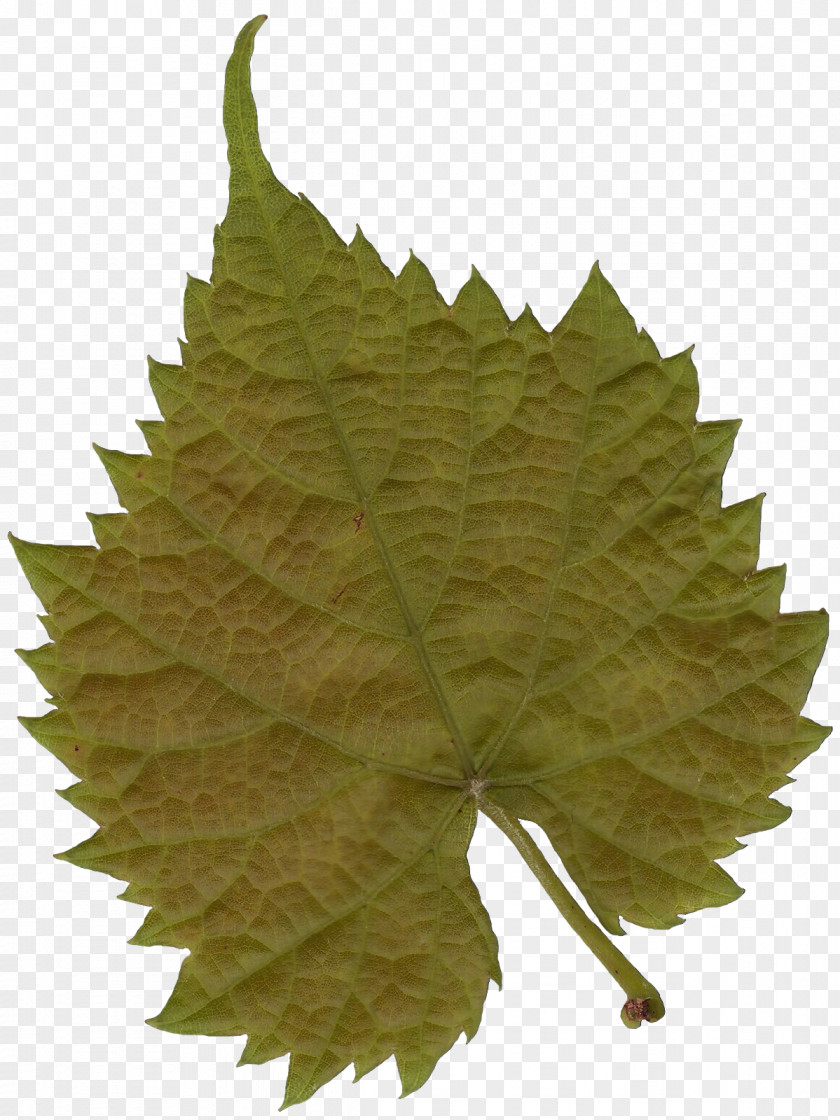 Plane Trees Leaf Maple Woody Plant PNG