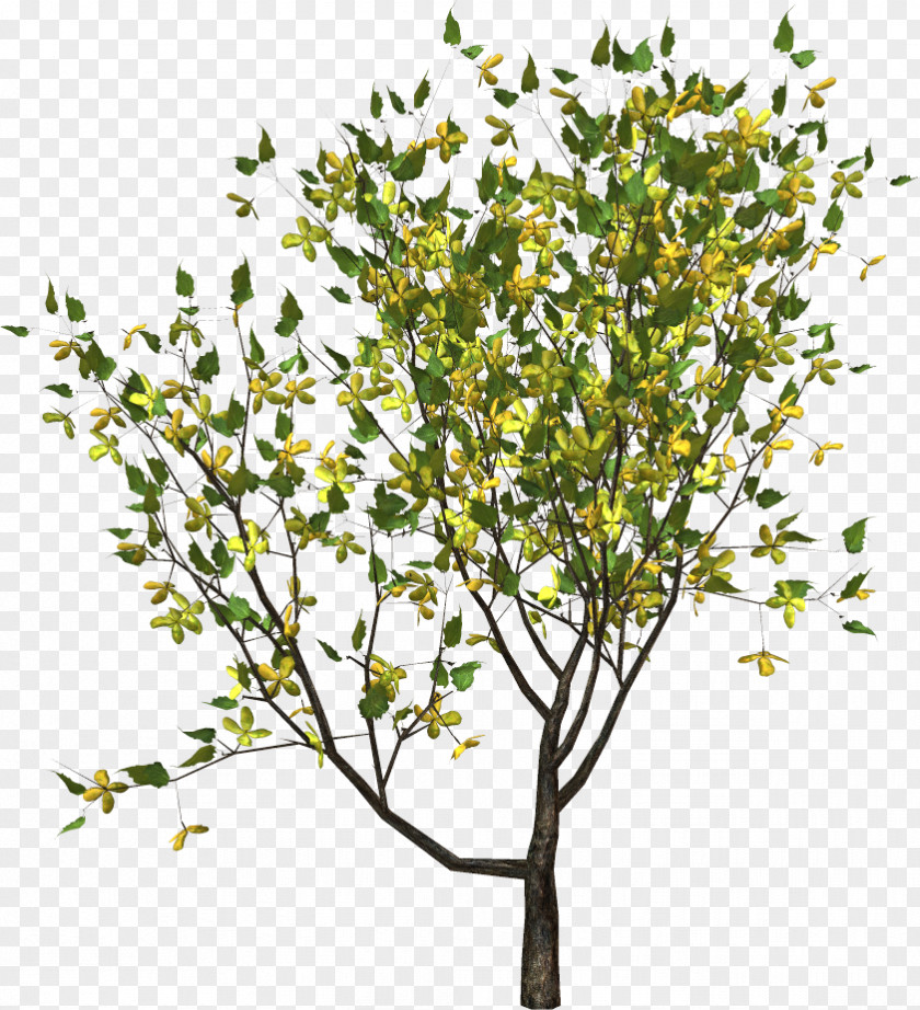 Tree Twig Yellow Plant PNG