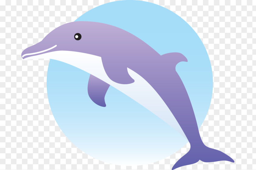 Dolphin Common Bottlenose Short-beaked Clip Art PNG