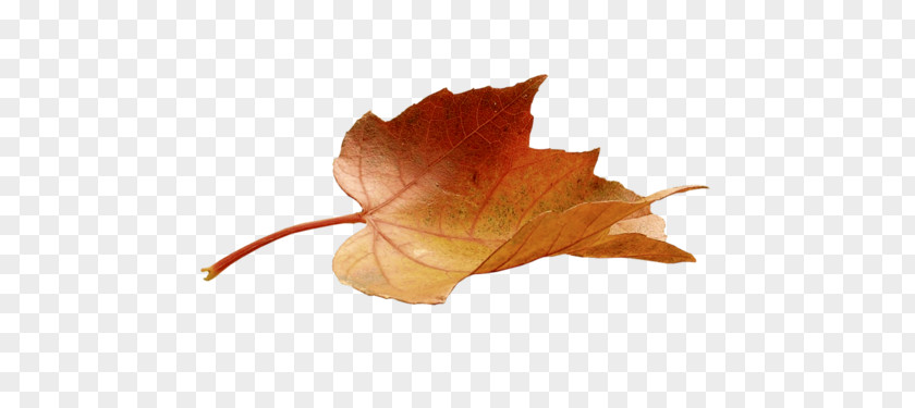 Leaf Maple Autumn Color Painting PNG