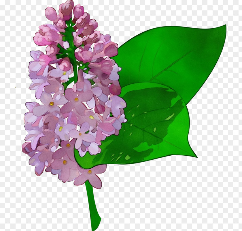 Petal Violet Flower Lilac Plant Cut Flowers PNG