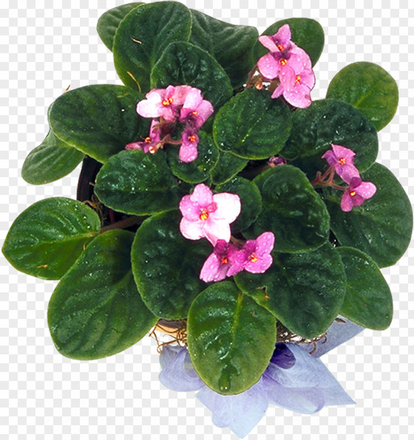 Violet Flowerpot Annual Plant Herbaceous PNG