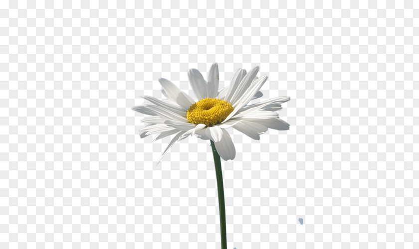 Chamomile Common Daisy Oxeye Flower PNG