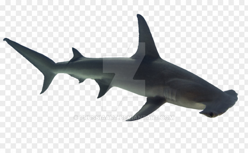 Fish Requiem Sharks Hammerhead Shark Bull PNG