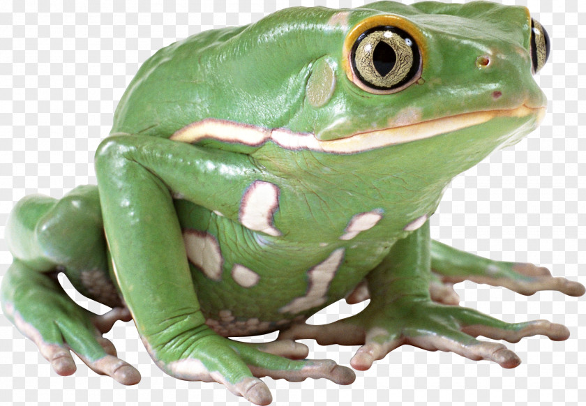 Green Frog Image Clip Art PNG