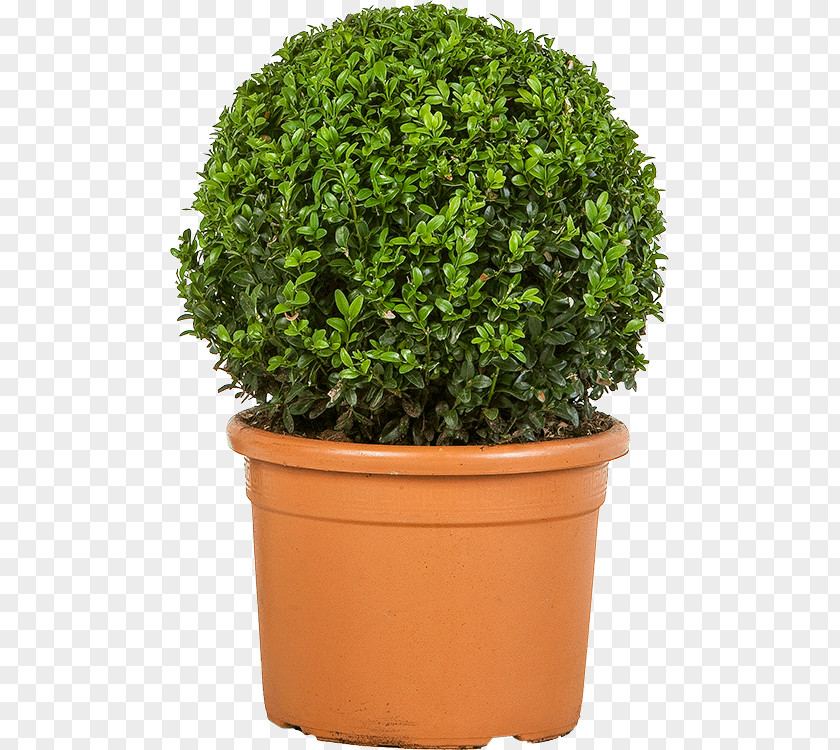 Plant Shrub Lonicera Nitida Buxus Sempervirens Turnhout PNG