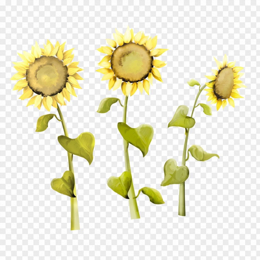 Sunflower Common Seed Kuaci PNG