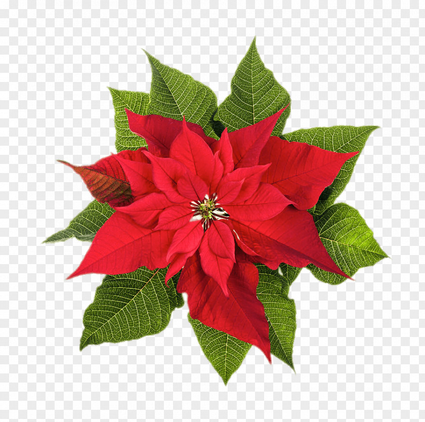 Christmas Poinsettia Plants Stock Photography Flower PNG