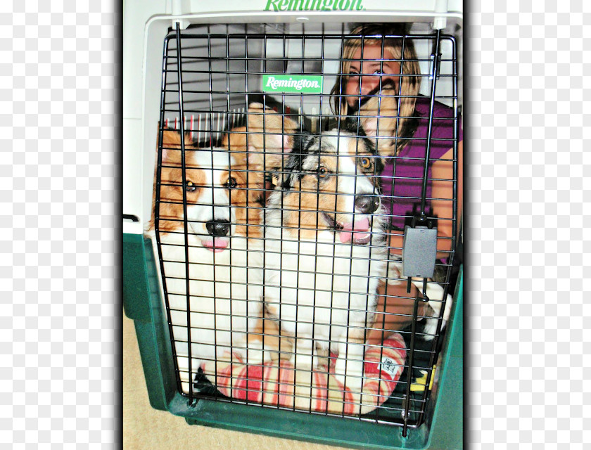 Corgi Dog Crate Cage Window Animal Shelter PNG