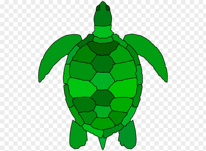 Stylized Green Sea Turtle Clip Art PNG