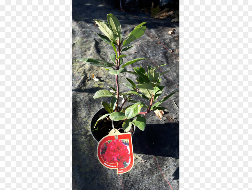 Tree Flowerpot Shrub Herb Leaf PNG