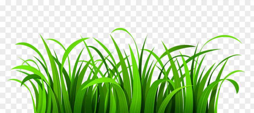 Beautiful Lawn Cliparts Free Content Website Clip Art PNG