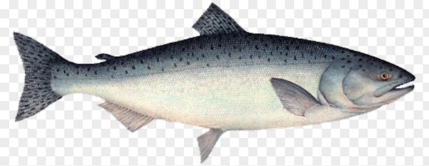 Fish Salemon Sardine Coho Salmon Chinook Food PNG