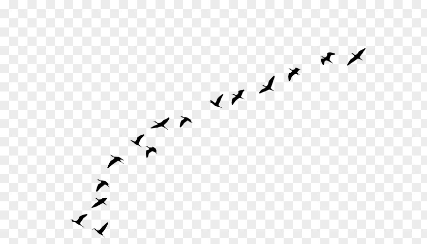 Text Animal Migration Bird Line Drawing PNG