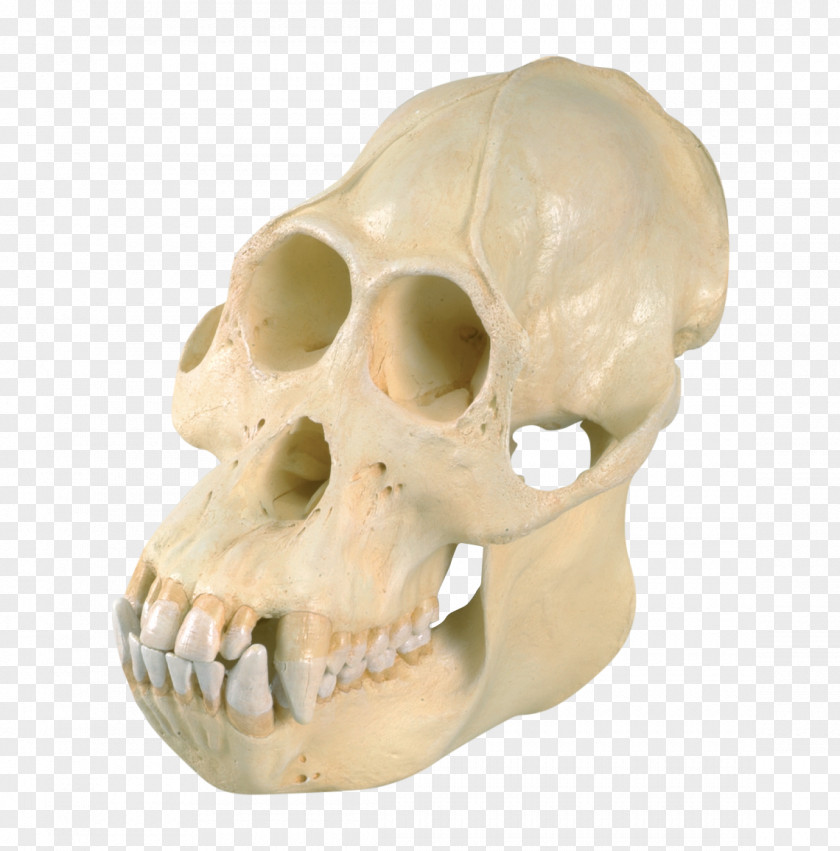 Animal Skull Orangutan Common Chimpanzee Western Gorilla Homo Sapiens PNG