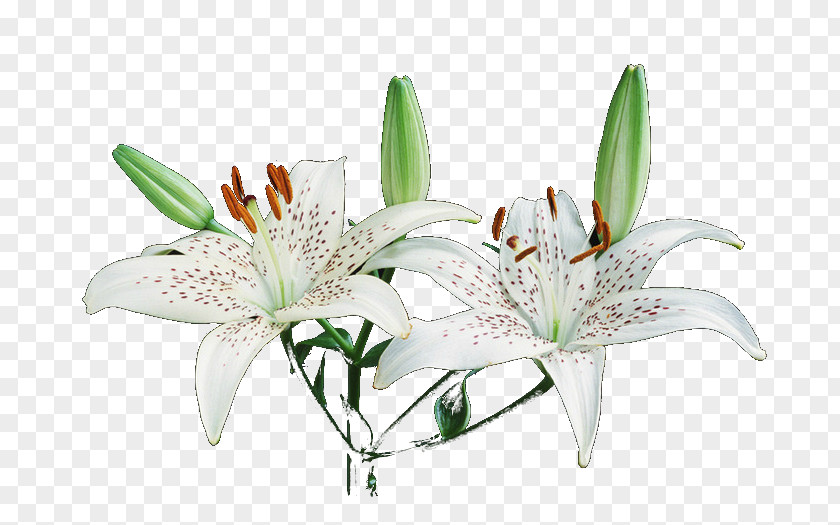 Bulb Liliaceae Flower Lilium Brownii Auratum PNG