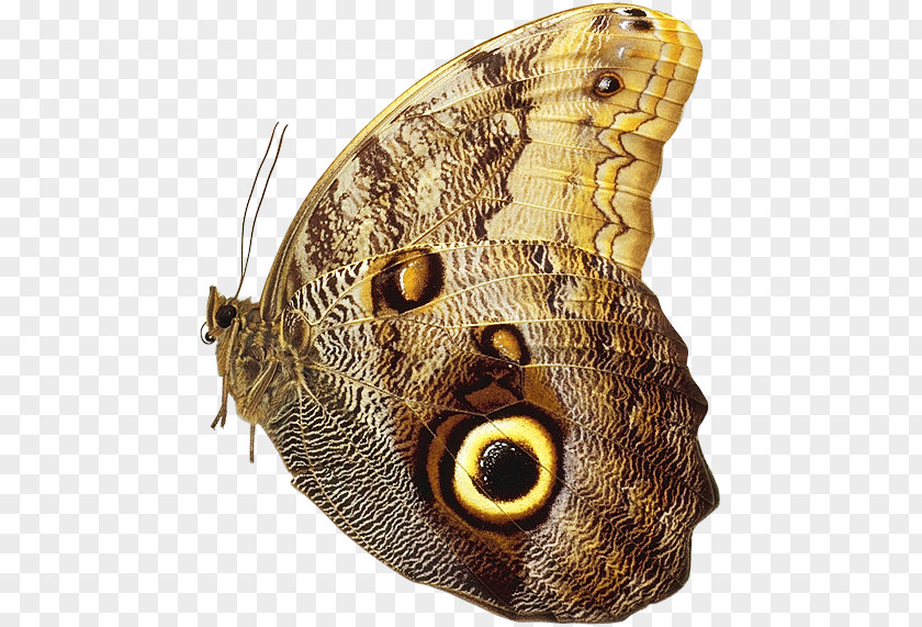 Butterfly Nymphalidae Owl Moth Clip Art PNG