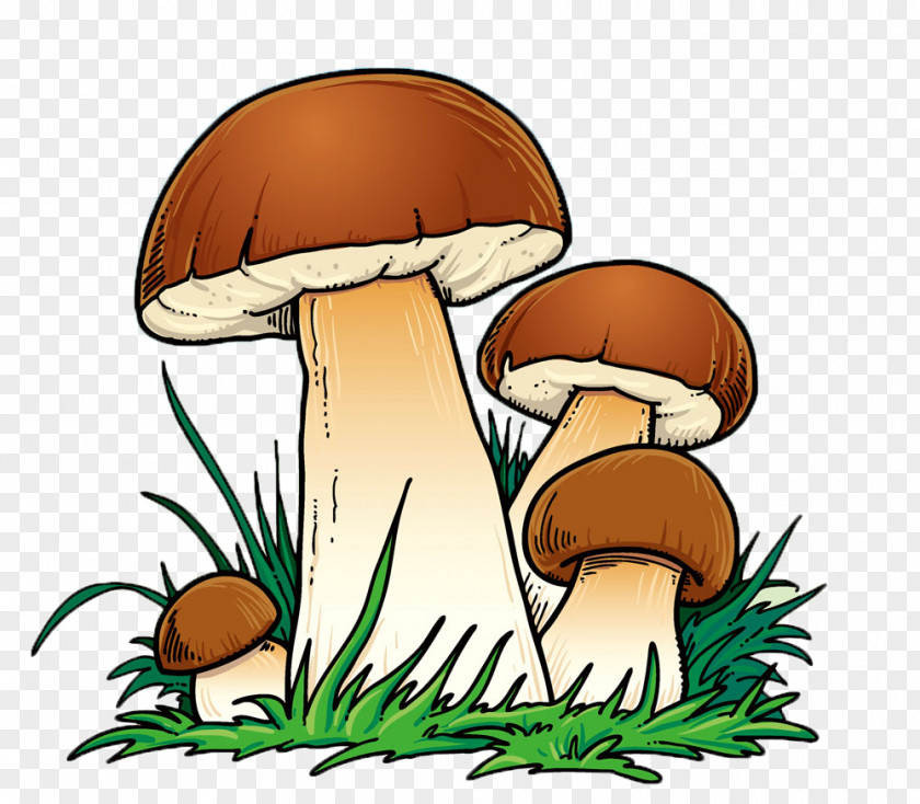 Mushroom,lovely,Cartoon,color Mushroom Cartoon PNG