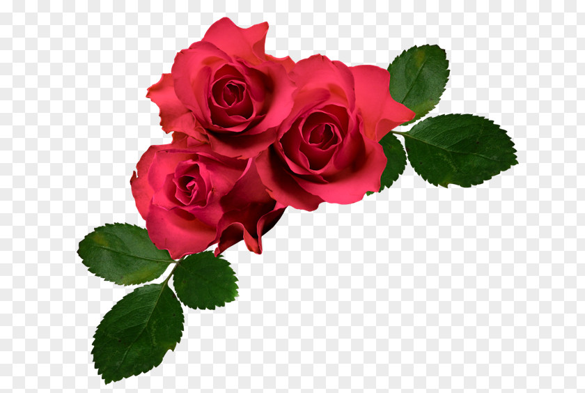Red Roses Garden Cabbage Rose Floribunda French PNG