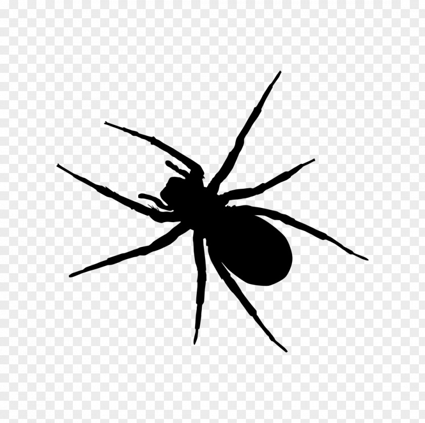Spider Widow Spiders Insect Clip Art PNG