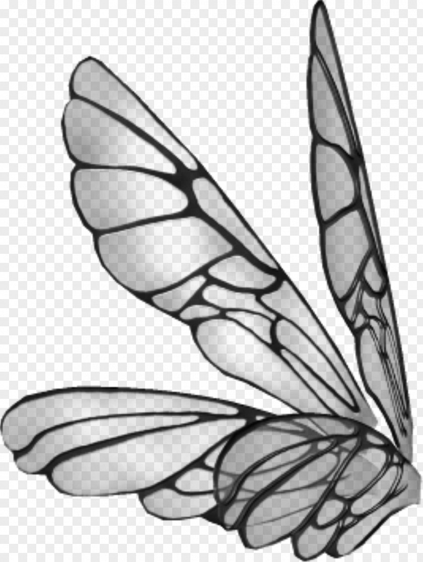 Wings Drawing Butterfly Clip Art PNG