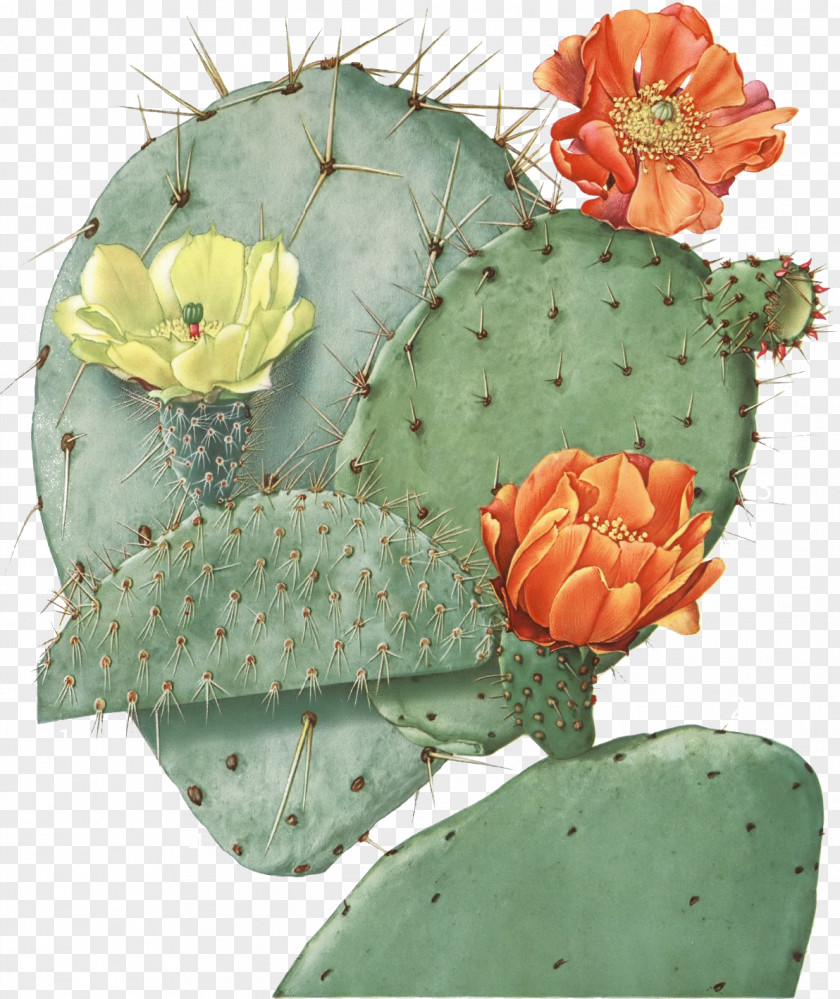 Cactus Barbary Fig Opuntia Engelmannii Robusta Eastern Prickly Pear Cactaceae PNG