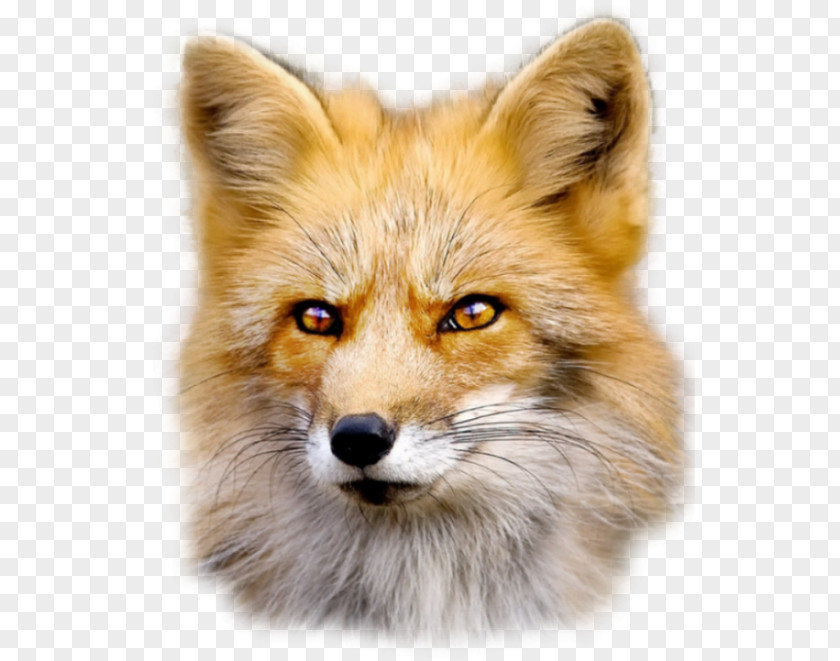 Fox Red Dog Fur PNG