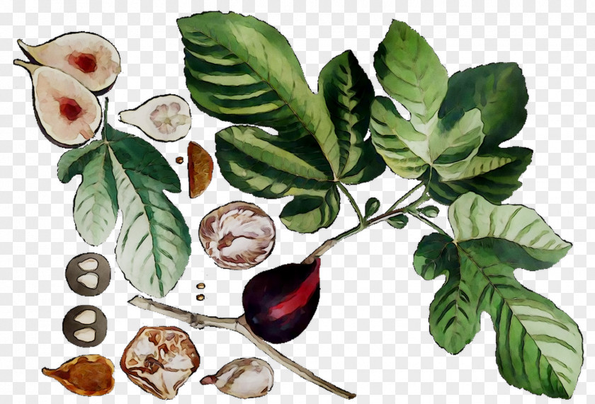 Fruit The Bell Jar Common Fig Herbalism PNG