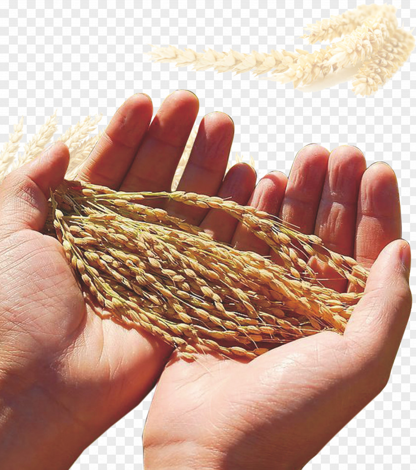 Wheat Silo Food Grain Maize Cereal PNG