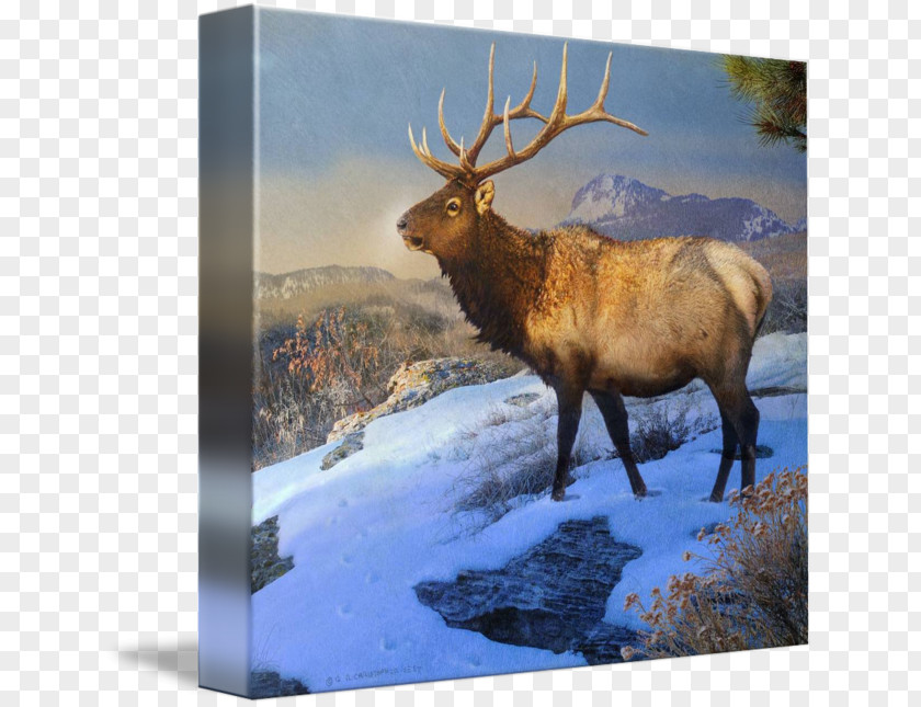 Elk Reindeer Antler Gallery Wrap PNG