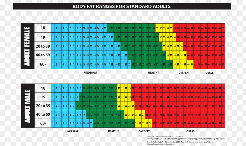 Fat Man Body Percentage Adipose Tissue Human Chart PNG