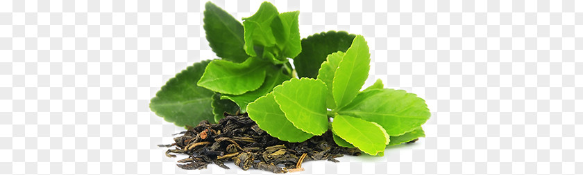Hd Green Tea Leaves PNG green tea leaves clipart PNG