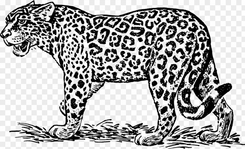 Leopardblackandwhite Jaguar Desktop Wallpaper Clip Art PNG