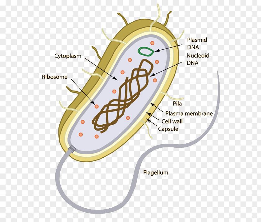 Prokaryote Eukaryote Unicellular Organism Bacteria PNG