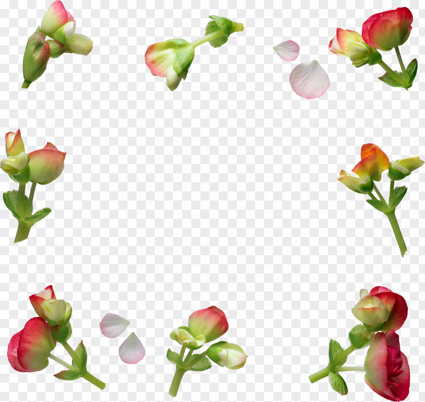 Steve Borden Flower International Women's Day Clip Art PNG