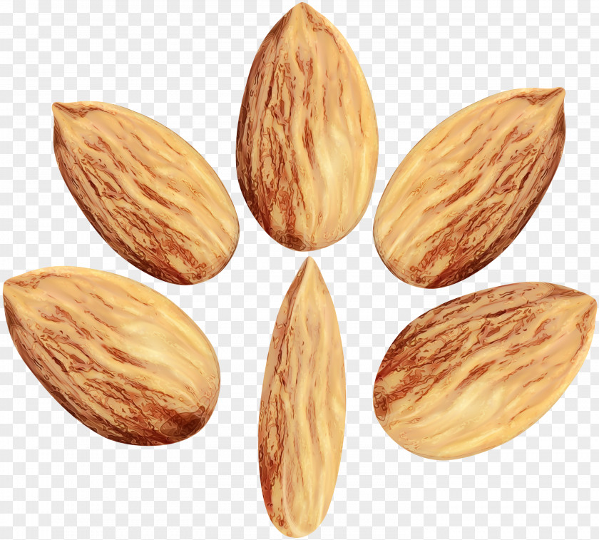 Apricot Kernel Nuts Seeds Almond Plant Superfood Food Nut PNG