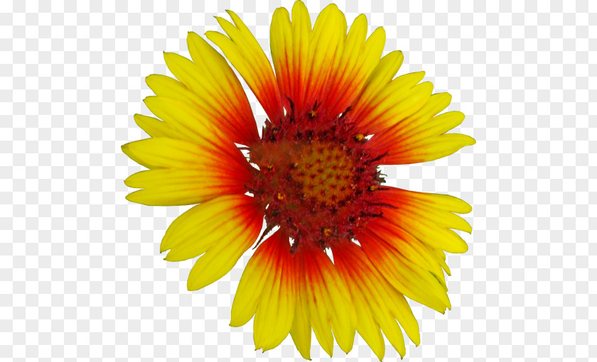 Aster Cut Flower Common Sunflower Stock Photography Getty Images PNG